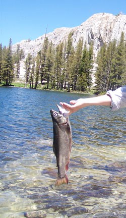 Brook Trout being held up by a person