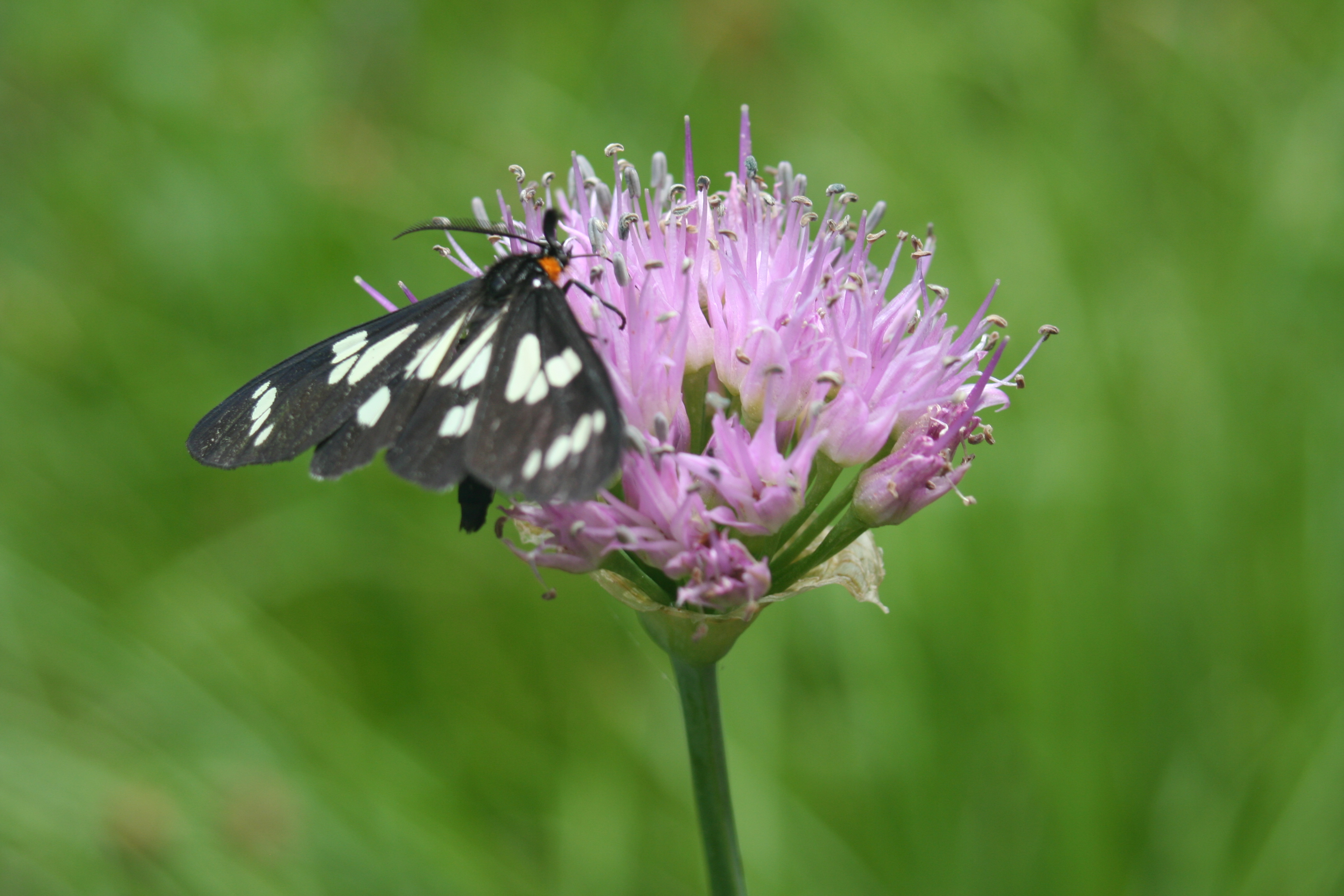 Butterfly on a purple flower