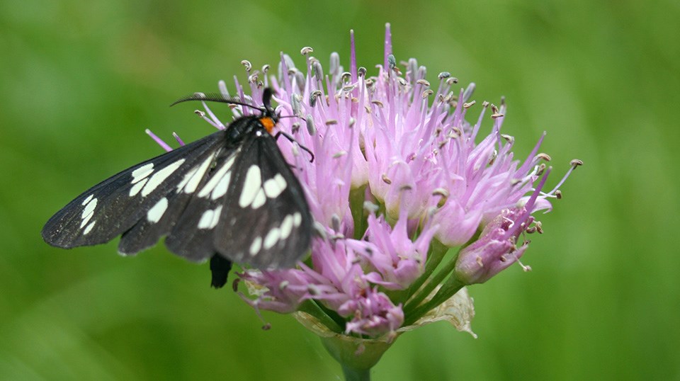 Butterfly on a purple flower