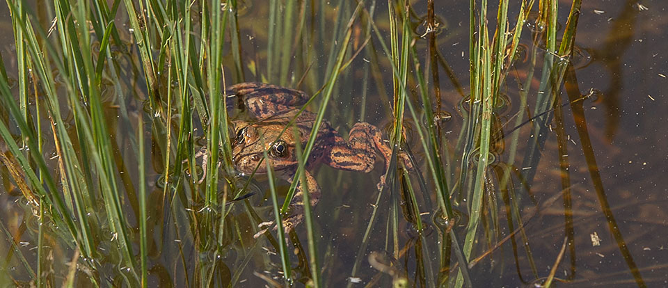 A California red-legged frog after just being released in Cook's Meadows on May 3, 2019.