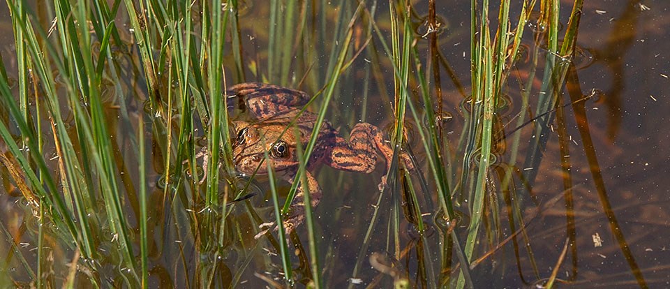 A California red-legged frog after just being released in Cook's Meadows on May 3, 2019.