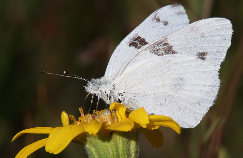 Checkered White butterfly species on flower white with black spots Checkered White butterfly species on flower white with black spots
