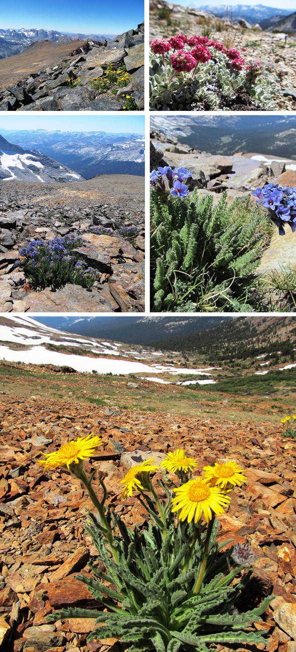 Images of high country vegetation and flowers