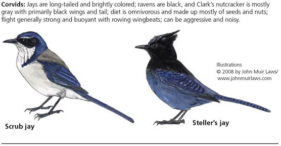 Western scrub-jay on left and Steller's jay on right