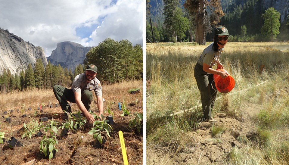 Left photo shows a National Park Service employee planting native plants in Ahwahnee Meadow. Right photo shows an employee placing decompacted soil by hand.