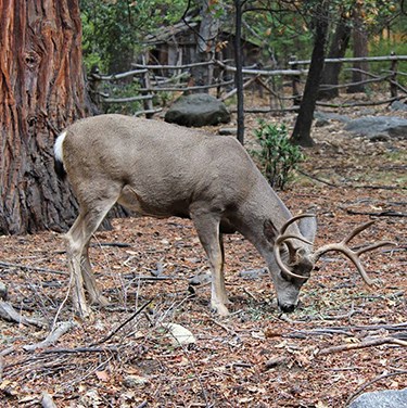 Mule deer in Yosemite Valley