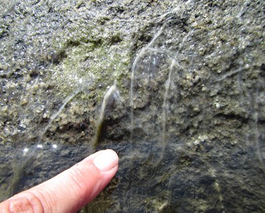 Didymo (also know as "Rock Snot") as seen on a rock in the water