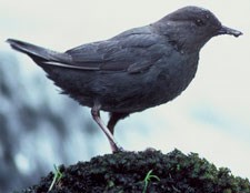 American dipper standing on moss