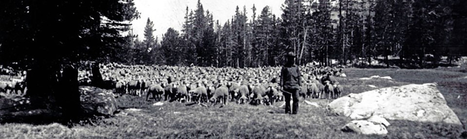 Historical photo showing domestic sheep grazing in Tuolumne Meadows