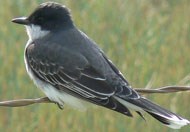 A black-and-white bird sits on a wire