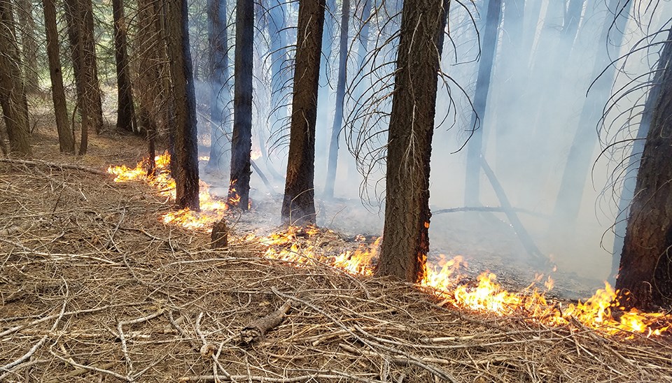 Fire creeping through dead and down woody debris during Empire Fire in 2017.