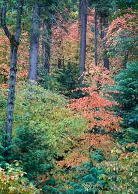 Mixed forest colors