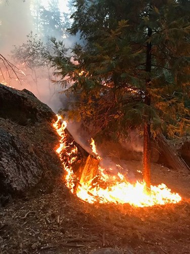 Fire burning near small tree and dead and downed wood