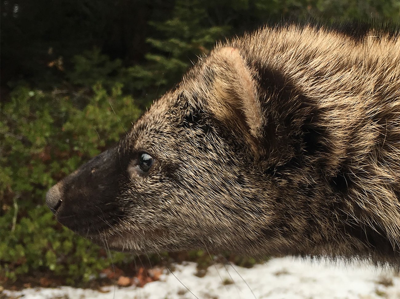 Side profile of a fisher's head