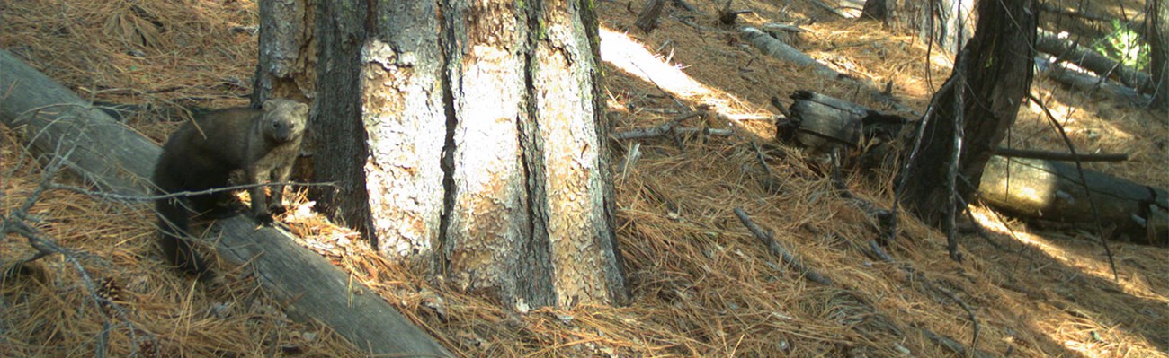 Pacific Fisher in forest near tree