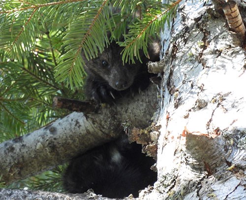 Fisher in a tree