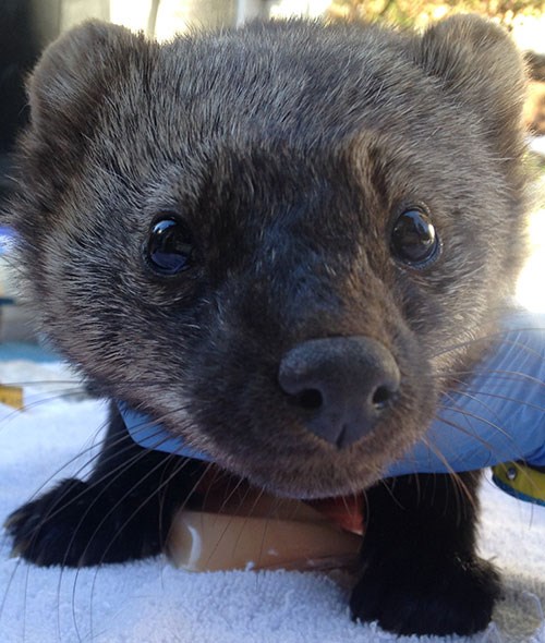 Face of a fisher up close