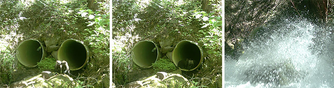 Left and middle photos: Fishers near and inside culvert; Right image: Same culvert full of water.