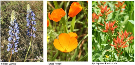3 flowers: a purple lupine, an orange poppy and red-tipped paintbrush