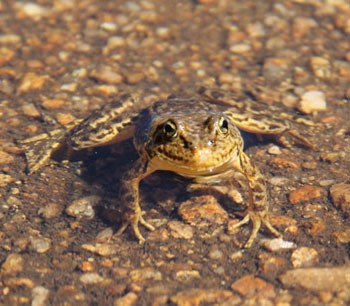 Sierra Nevada Yellow Legged Frog in water