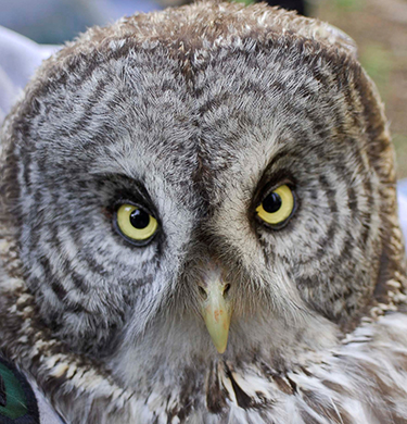 Great Gray Owl - Yosemite National Park U.S. National 