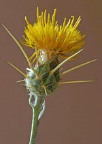 Plant with large yellow flower and huge thorns