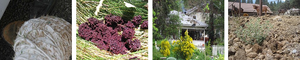 Photos showing that invasive plants can arrive by way of clothing, bear scat, ornamental plants, and stock
