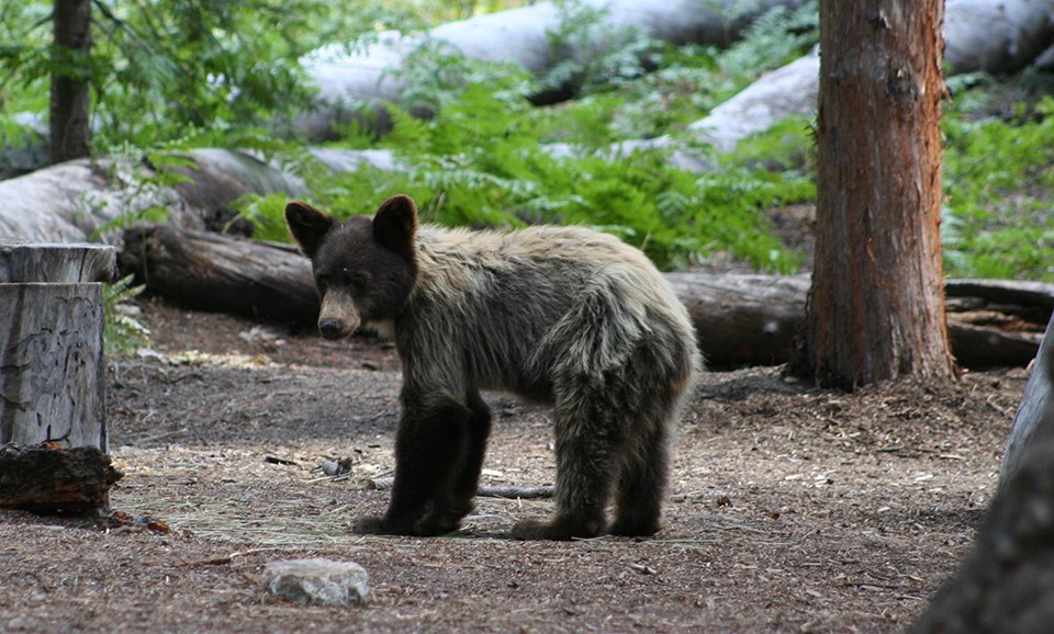 Juvenile black bear