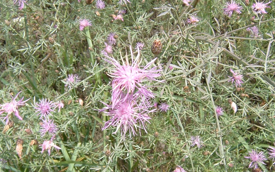 Image of knapweed in Yosemite