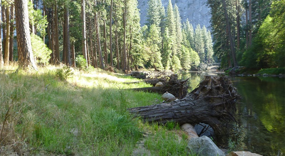 Large wood placed during the 2017 riverbank restoration project.