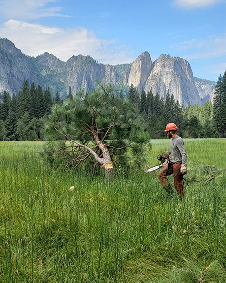 Park staff removes a conifer in Leidig Meadow.