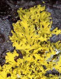 Bright yellow crustose lichen on a rock