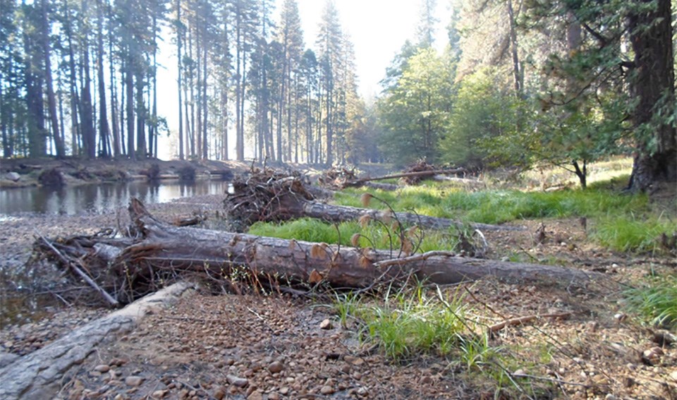 Long pieces of wood placed on the riverbank