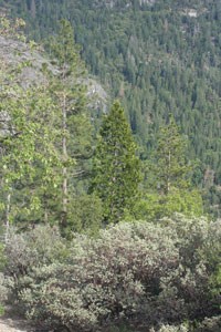 Leafy trees, conifers and shrubs fill a forest hillside