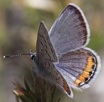 Lupine blue butterfly on flower