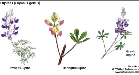 3 lupine illustrations