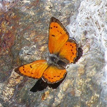 Lustrous Copper (Lycaena cupreus); orange with black spots