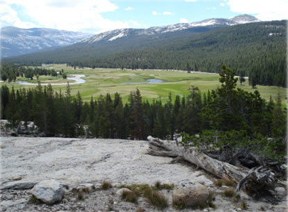 Green vegetation covers meadow landscape