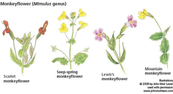 4 monkeyflower illustrations