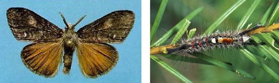Moth on left and caterpillar on right Moth on left and caterpillar on right