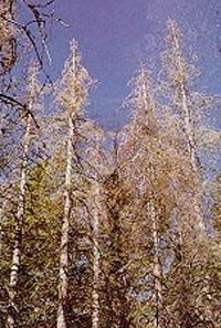 Defoliated white fir trees stand in the forest