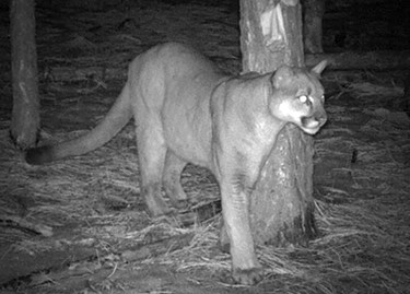 Mountain Lion caught on camera in Yosemite