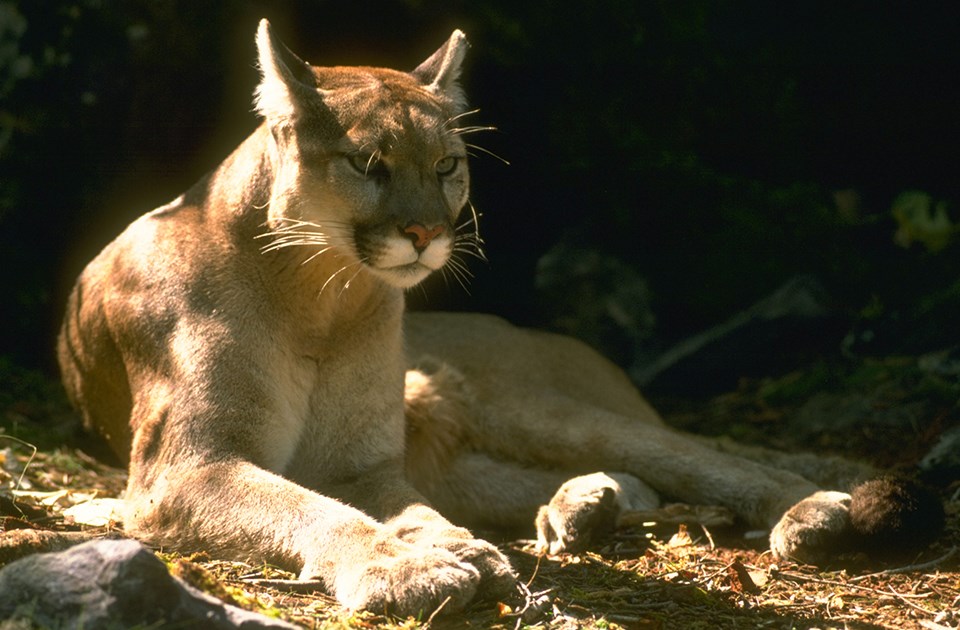 Mountain Lion laying on the ground