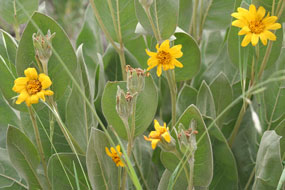 Yellow flowers amongst large leaves Yellow flowers amongst large leaves