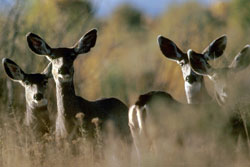 Mule deer standing in a field Mule deer standing in a field