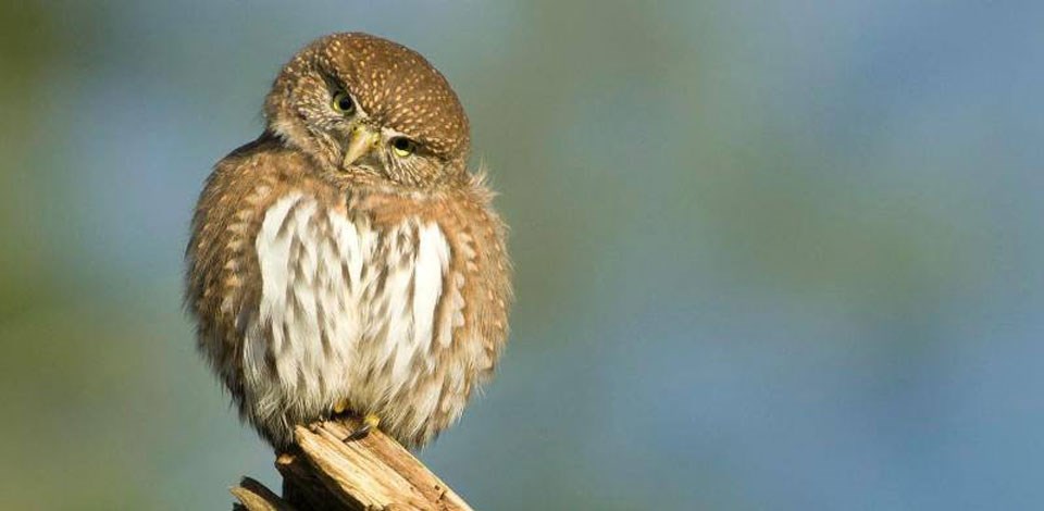 Northern Pygmy Owl on branch