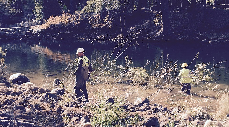 North Pines Merced River Restoration