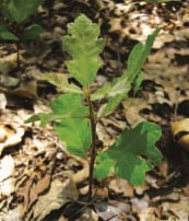A single oak sapling grows on the leafy forest floor