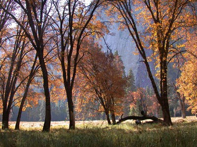 Tall oaks grow in an open space alongside a meadow