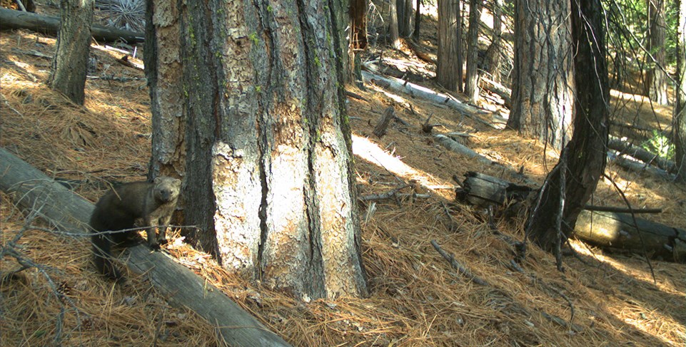 Pacific Fisher in forest near tree Pacific Fisher in forest near tree